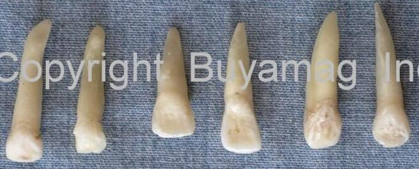 human canine teeth many
